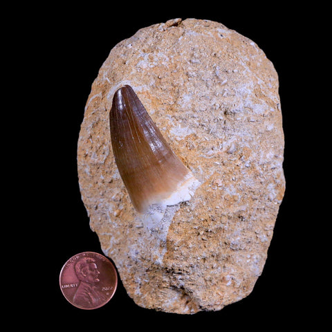 1.7" Mosasaur Prognathodon Fossil Tooth In Matrix Cretaceous Dinosaur Era COA - Fossil Age Minerals