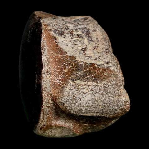 2" Mosasaur Fossil Polished Vertebrae Cretaceous Dinosaur Era TX Ozan FM COA, Stand - Fossil Age Minerals