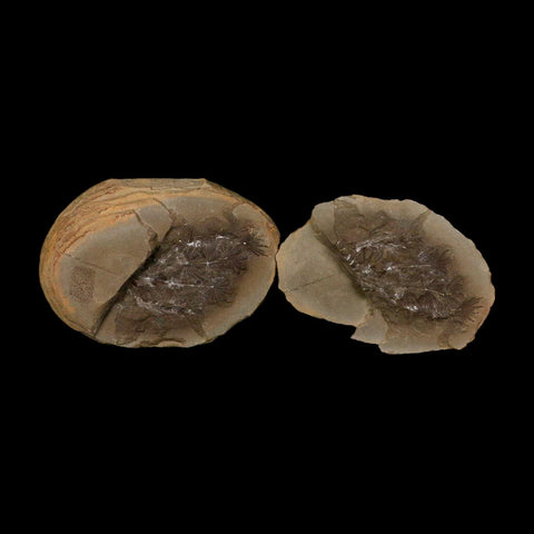 3.5" Annularia Fossil Leaves Mazon Creek Nodule Pennsylvanian Age Split-Pair - Fossil Age Minerals