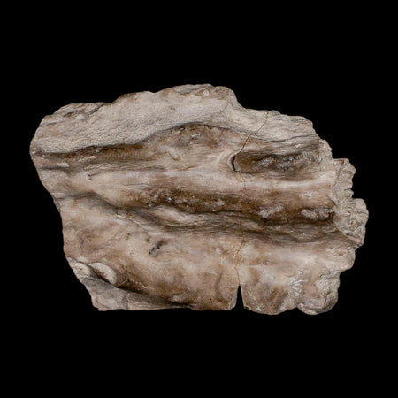 2.3" Koskinonodon Metoposaurus Fossil Skull Bone Triassic Age Chinle Formation AZ