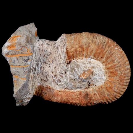 2.7" Heteromorph Rarest Of Fossil Ammonites Barremain Age Morocco Ancyloceras