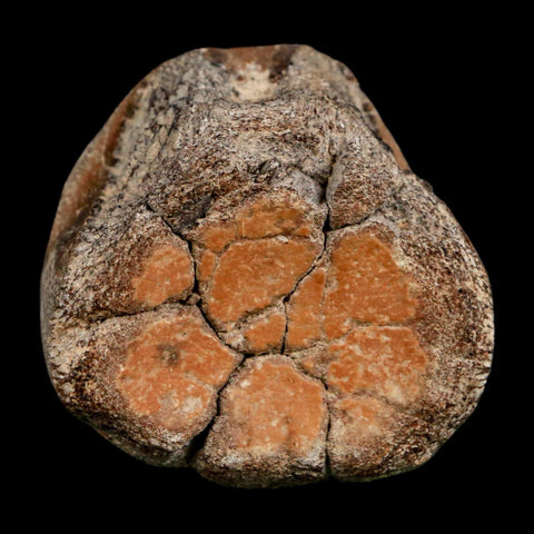 2" Mosasaur Fossil Polished Vertebrae Cretaceous Dinosaur Era TX Ozan FM COA, Stand - Fossil Age Minerals