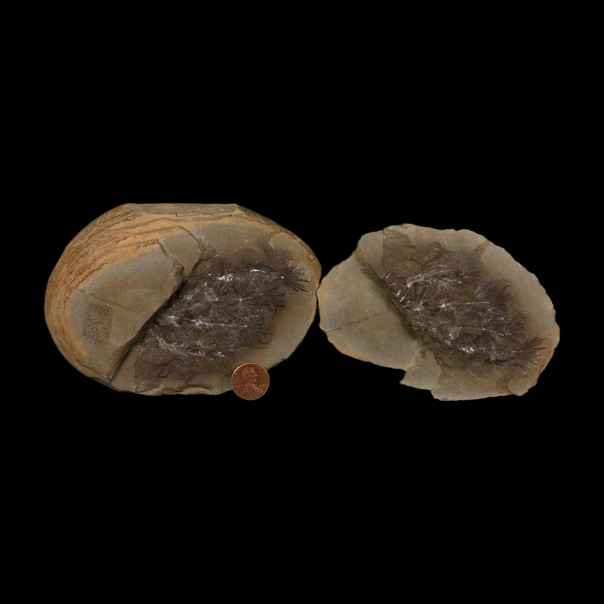3.5" Annularia Fossil Leaves Mazon Creek Nodule Pennsylvanian Age Split-Pair - Fossil Age Minerals