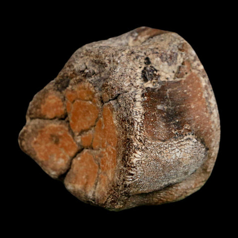 2" Mosasaur Fossil Polished Vertebrae Cretaceous Dinosaur Era TX Ozan FM COA, Stand - Fossil Age Minerals
