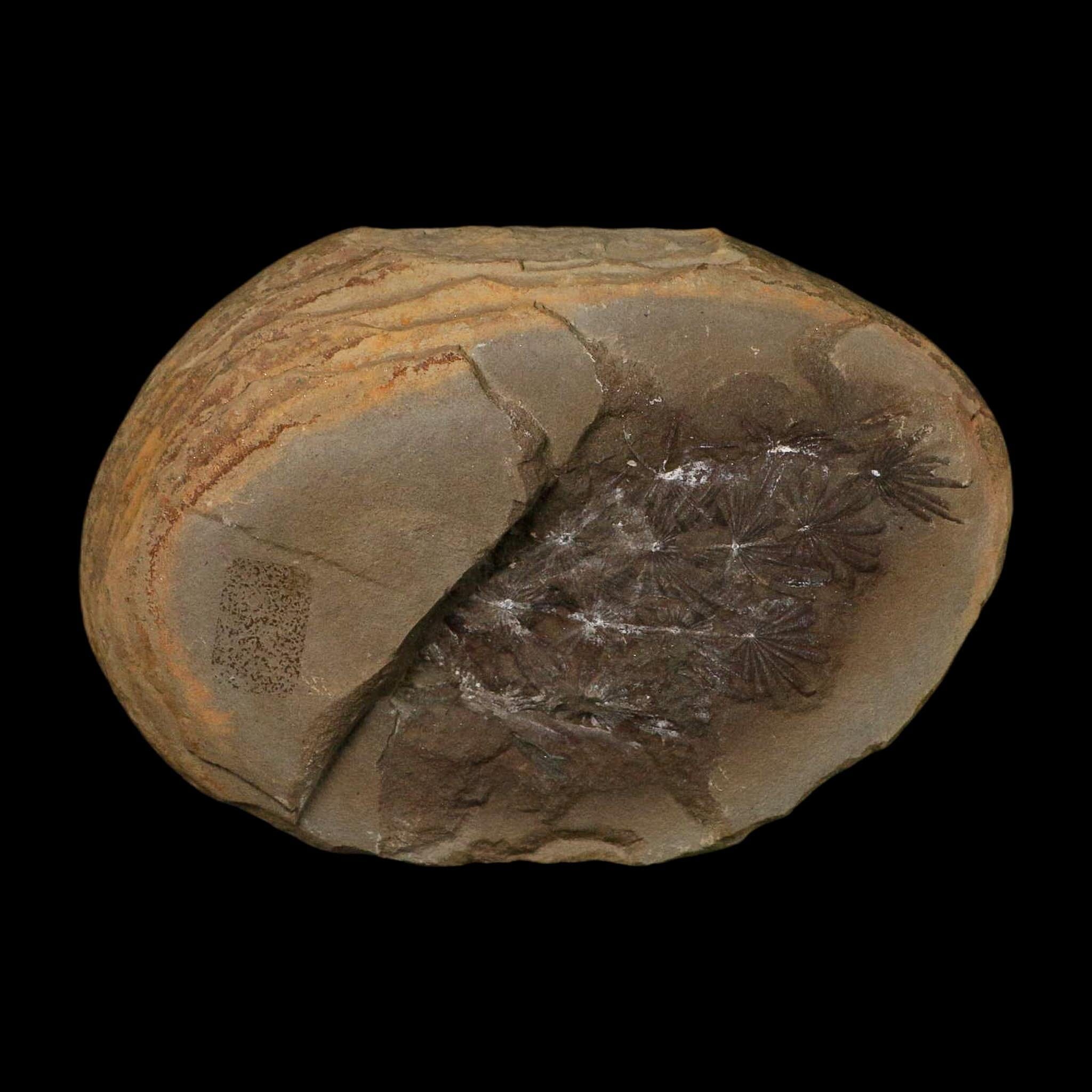 3.5" Annularia Fossil Leaves Mazon Creek Nodule Pennsylvanian Age Split-Pair - Fossil Age Minerals