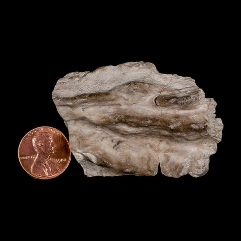 2.3" Koskinonodon Metoposaurus Fossil Skull Bone Triassic Age Chinle Formation AZ - Fossil Age Minerals