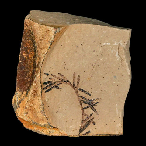 1.2" Detailed Fossil Plant Leafs Metasequoia Dawn Redwood Oligocene Age MT COA - Fossil Age Minerals
