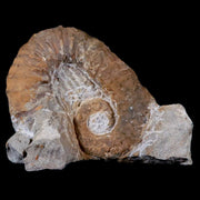 2.3" Heteromorph Rarest Of Fossil Ammonites Barremain Age Morocco Ancyloceras
