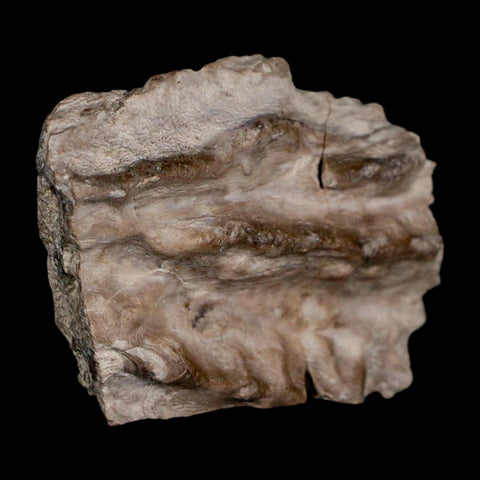 2.3" Koskinonodon Metoposaurus Fossil Skull Bone Triassic Age Chinle Formation AZ - Fossil Age Minerals