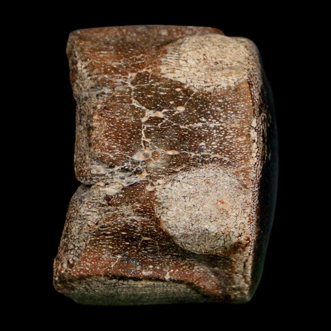2" Mosasaur Fossil Polished Vertebrae Cretaceous Dinosaur Era TX Ozan FM COA, Stand - Fossil Age Minerals