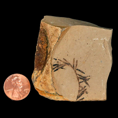 1.2" Detailed Fossil Plant Leafs Metasequoia Dawn Redwood Oligocene Age MT COA - Fossil Age Minerals