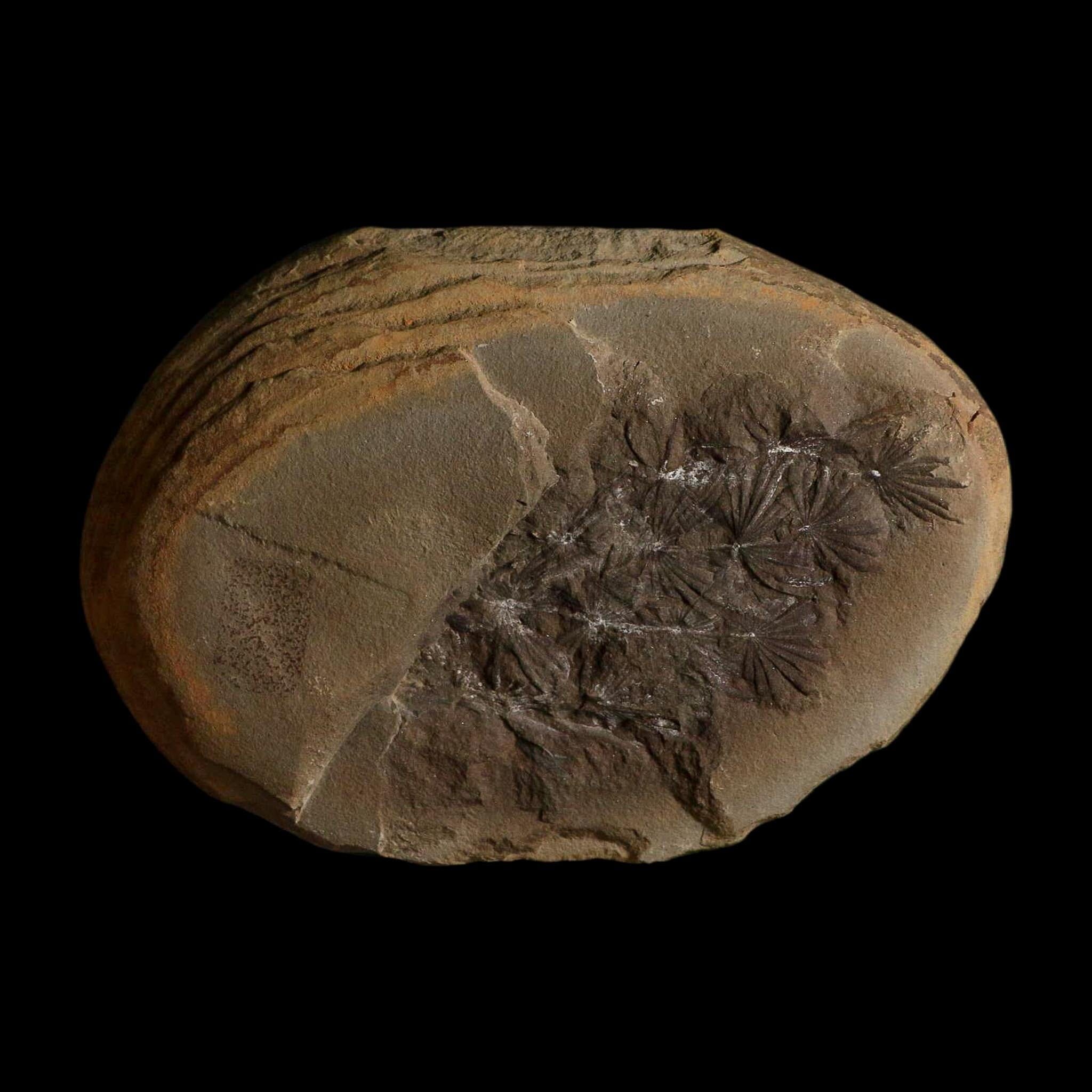 3.5" Annularia Fossil Leaves Mazon Creek Nodule Pennsylvanian Age Split-Pair - Fossil Age Minerals