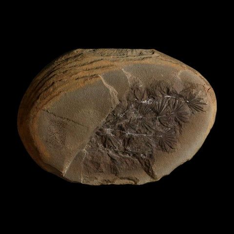 3.5" Annularia Fossil Leaves Mazon Creek Nodule Pennsylvanian Age Split-Pair - Fossil Age Minerals
