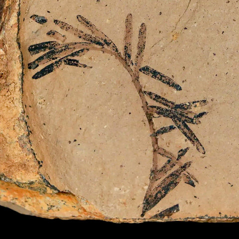 1.2" Detailed Fossil Plant Leafs Metasequoia Dawn Redwood Oligocene Age MT COA - Fossil Age Minerals