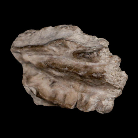 2.3" Koskinonodon Metoposaurus Fossil Skull Bone Triassic Age Chinle Formation AZ