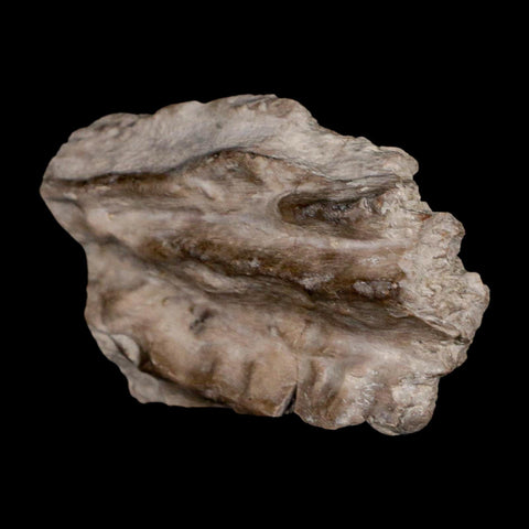 2.3" Koskinonodon Metoposaurus Fossil Skull Bone Triassic Age Chinle Formation AZ - Fossil Age Minerals