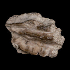 Koskinonodon Metoposaur Fossils