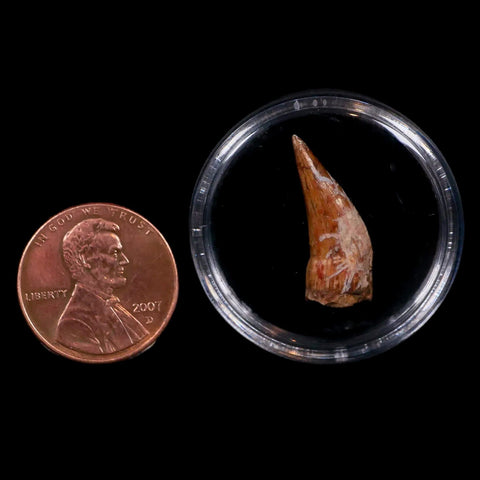 0.9" Phytosaur Fossil Tooth Triassic Age Archosaur Redonda FM NM COA & Display - Fossil Age Minerals