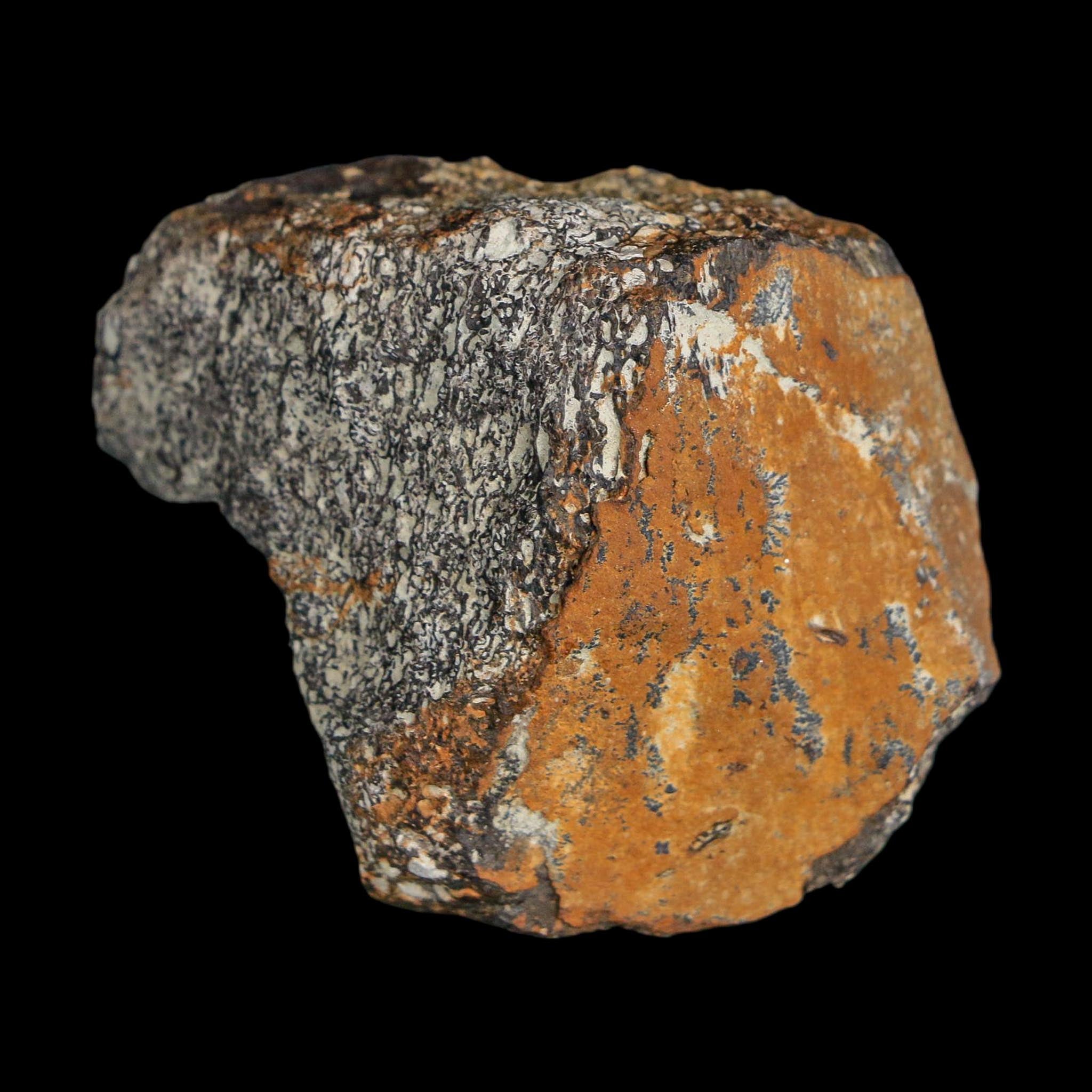 1.9" Stegosaurus Fossil Bone Specimen Morrison FM Wyoming Jurassic Age Dinosaur COA