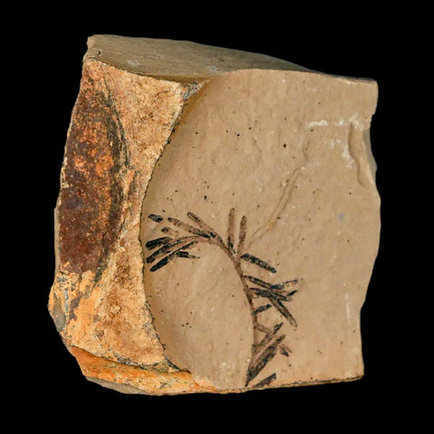 1.2" Detailed Fossil Plant Leafs Metasequoia Dawn Redwood Oligocene Age MT COA - Fossil Age Minerals