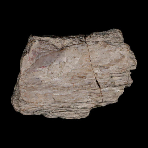 2.3" Koskinonodon Metoposaurus Fossil Skull Bone Triassic Age Chinle Formation AZ - Fossil Age Minerals