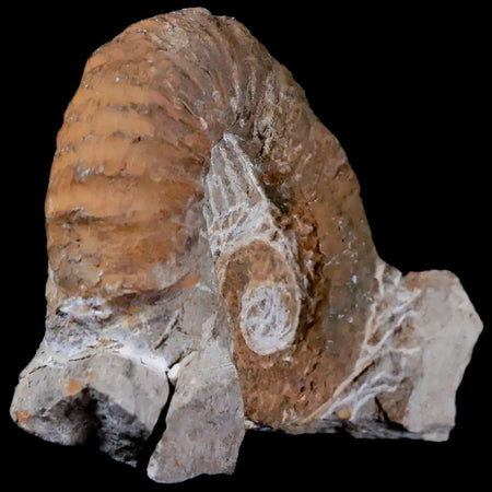 2.3" Heteromorph Rarest Of Fossil Ammonites Barremain Age Morocco Ancyloceras