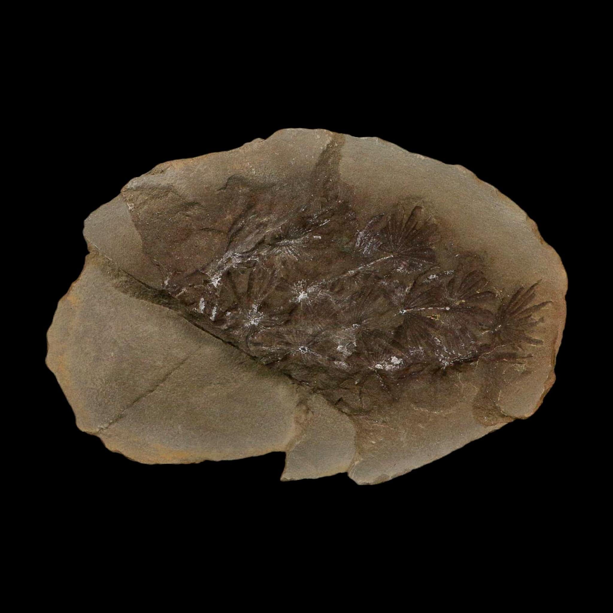3.5" Annularia Fossil Leaves Mazon Creek Nodule Pennsylvanian Age Split-Pair - Fossil Age Minerals