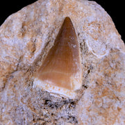 1.4" Mosasaur Prognathodon Fossil Tooth In Matrix Cretaceous Dinosaur Era COA