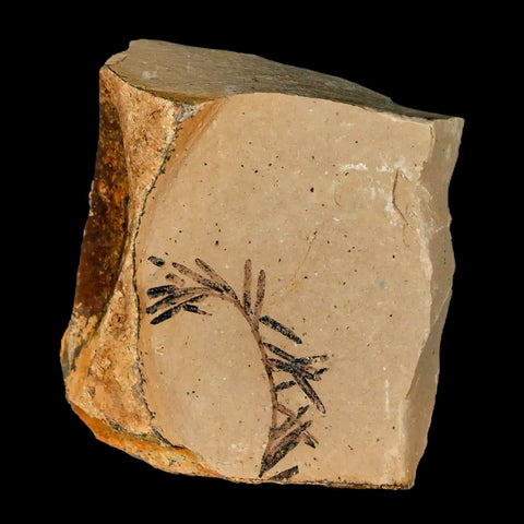 1.2" Detailed Fossil Plant Leafs Metasequoia Dawn Redwood Oligocene Age MT COA - Fossil Age Minerals