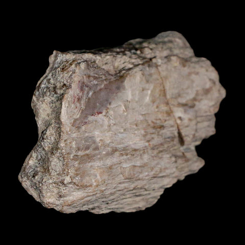2.3" Koskinonodon Metoposaurus Fossil Skull Bone Triassic Age Chinle Formation AZ - Fossil Age Minerals