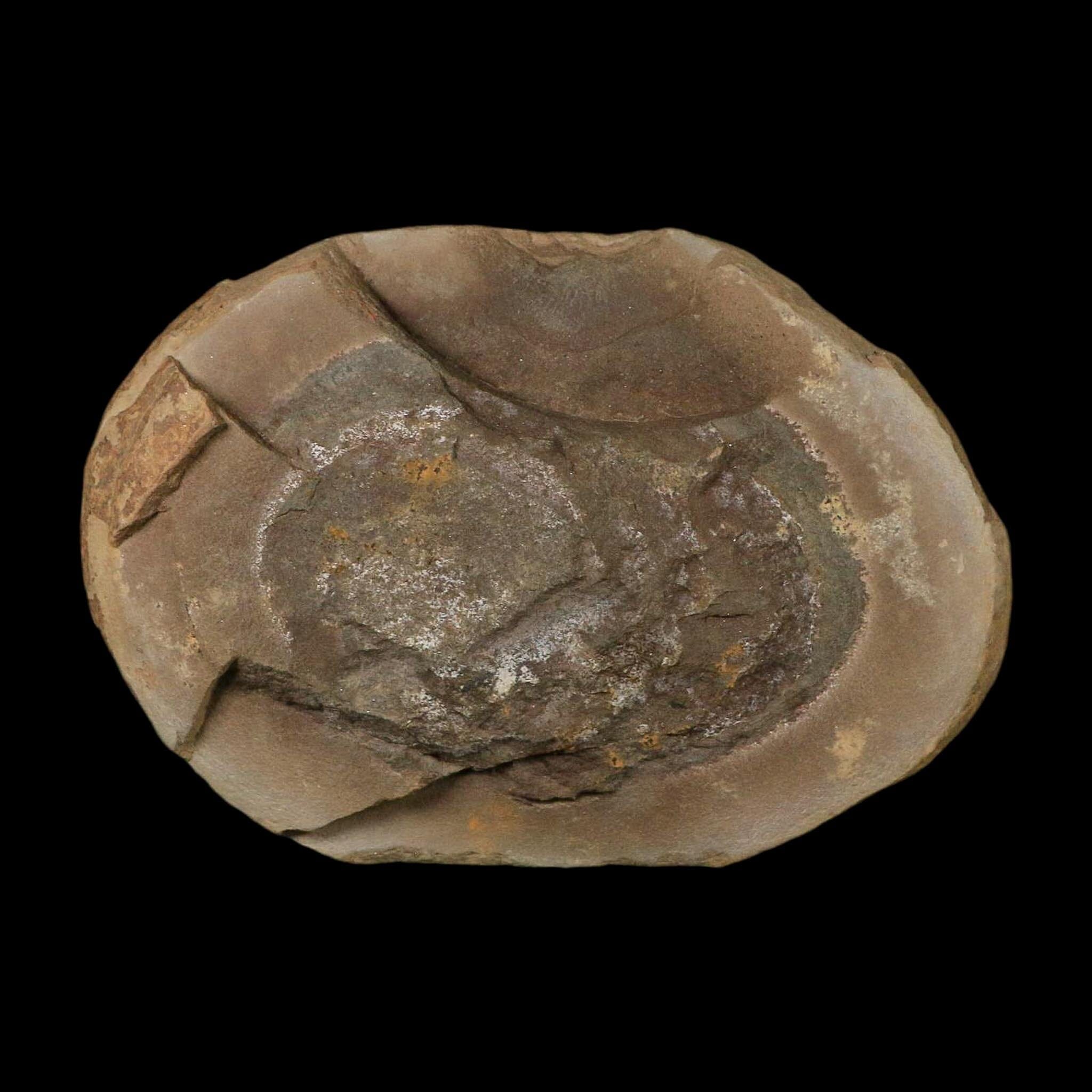 3.5" Annularia Fossil Leaves Mazon Creek Nodule Pennsylvanian Age Split-Pair - Fossil Age Minerals