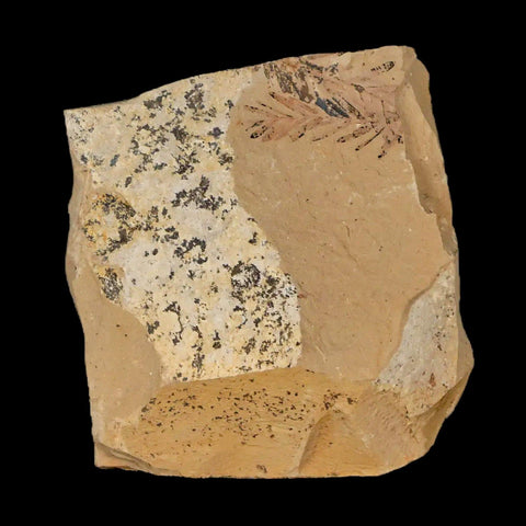 1.2" Detailed Fossil Plant Leafs Metasequoia Dawn Redwood Oligocene Age MT COA - Fossil Age Minerals
