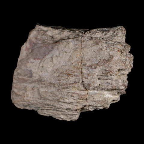 2.3" Koskinonodon Metoposaurus Fossil Skull Bone Triassic Age Chinle Formation AZ - Fossil Age Minerals