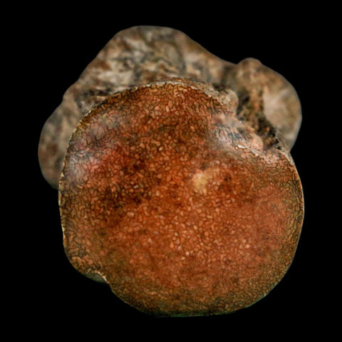 2" Mosasaur Fossil Polished Vertebrae Cretaceous Dinosaur Era TX Ozan FM COA, Stand - Fossil Age Minerals