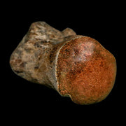 2" Mosasaur Fossil Polished Vertebrae Cretaceous Dinosaur Era TX Ozan FM COA, Stand