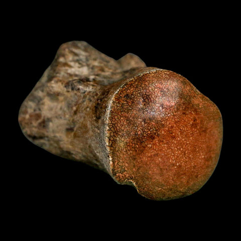 2" Mosasaur Fossil Polished Vertebrae Cretaceous Dinosaur Era TX Ozan FM COA, Stand - Fossil Age Minerals