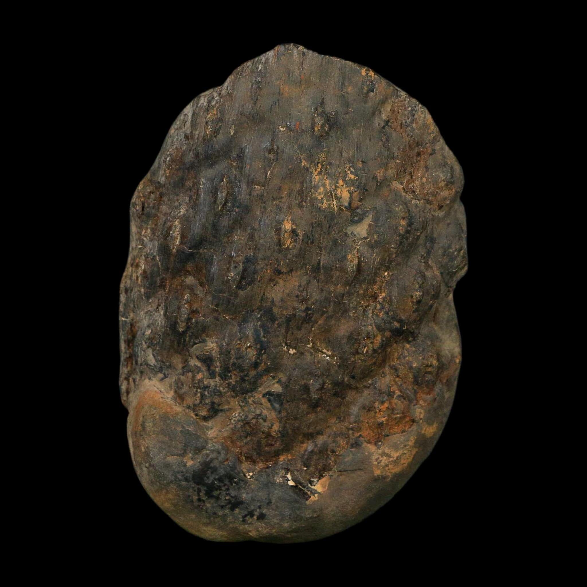 3.4" Lepidodendron Fossil Mark Mazon Creek Nodule Pennsylvanian Age Illinois - Fossil Age Minerals