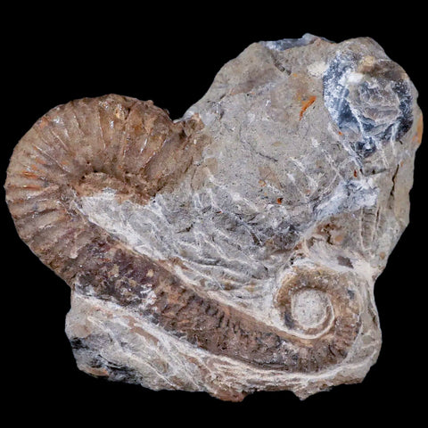 3" Heteromorph Rarest Of Fossil Ammonites Barremain Age Morocco Ancyloceras - Fossil Age Minerals