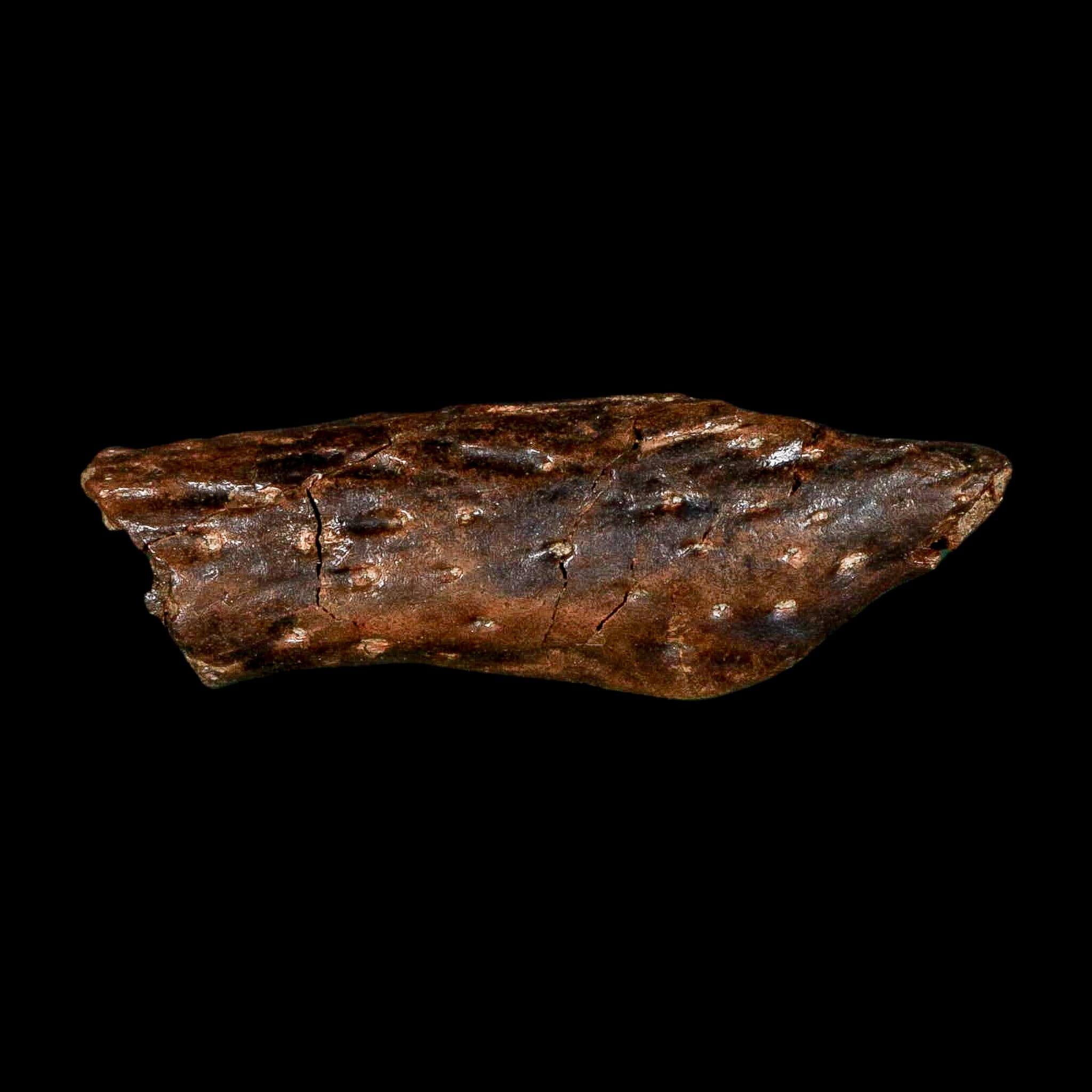 1.8" Crocodile Borealosuchus Fossil Jaw Section Judith River FM Montana COA - Fossil Age Minerals