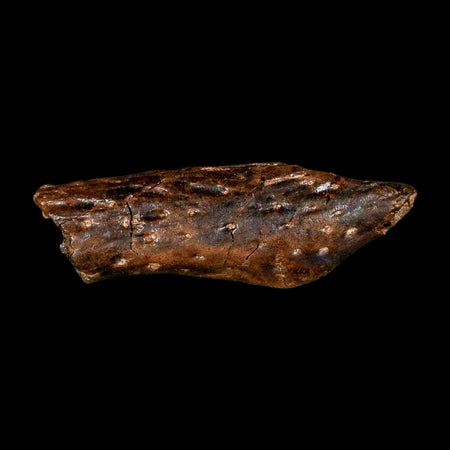 1.8" Crocodile Borealosuchus Fossil Jaw Section Judith River FM Montana COA