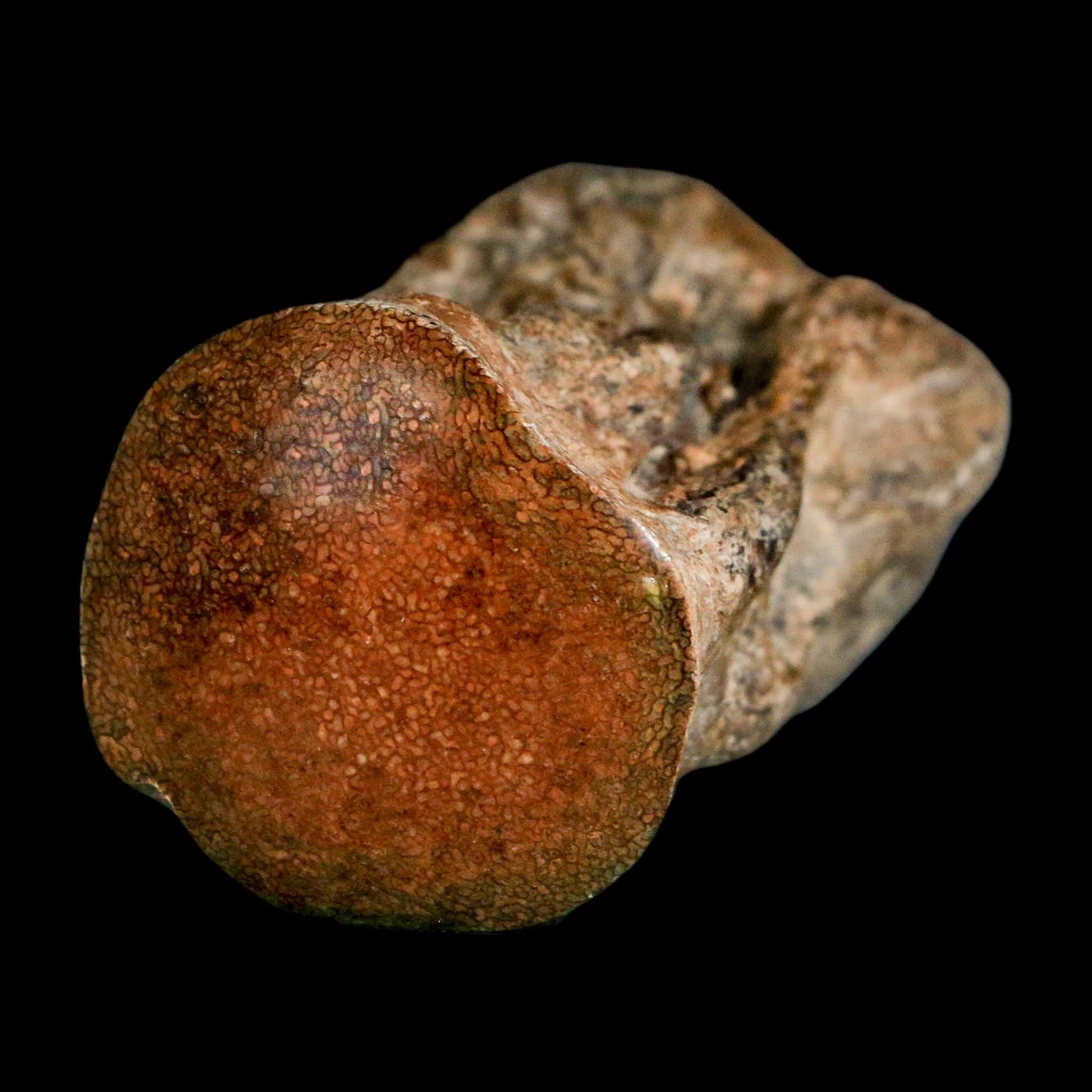 2" Mosasaur Fossil Polished Vertebrae Cretaceous Dinosaur Era TX Ozan FM COA, Stand - Fossil Age Minerals