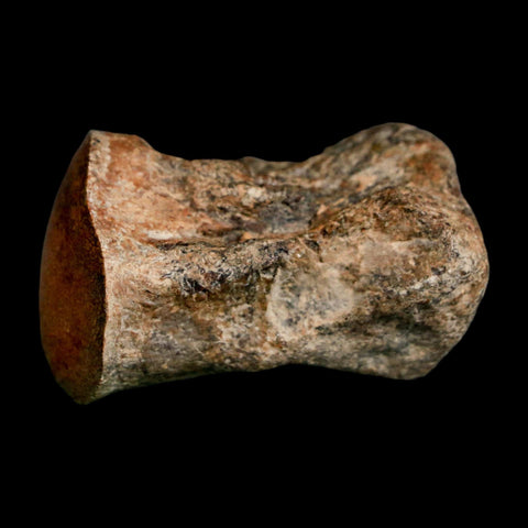 2" Mosasaur Fossil Polished Vertebrae Cretaceous Dinosaur Era TX Ozan FM COA, Stand - Fossil Age Minerals