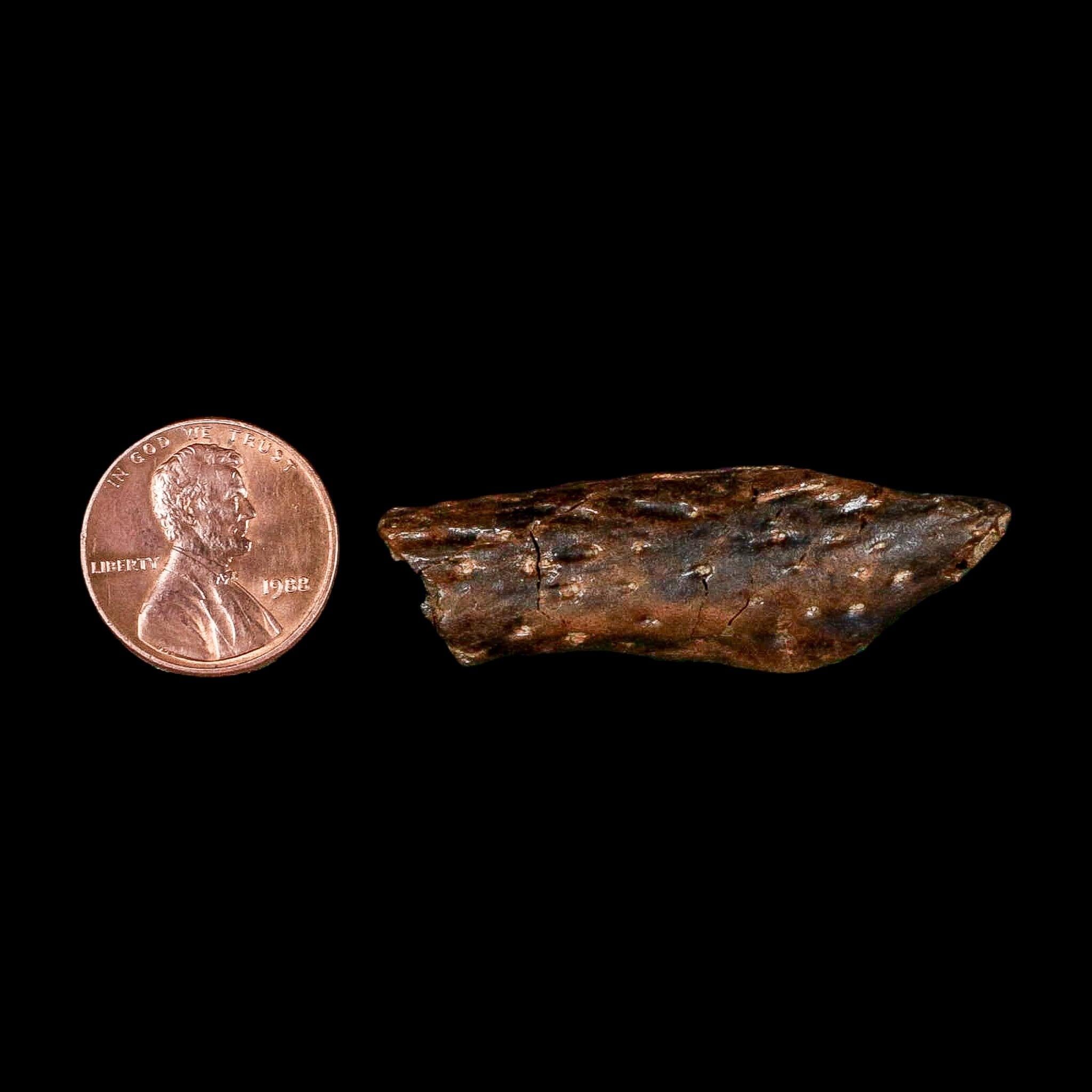1.8" Crocodile Borealosuchus Fossil Jaw Section Judith River FM Montana COA - Fossil Age Minerals