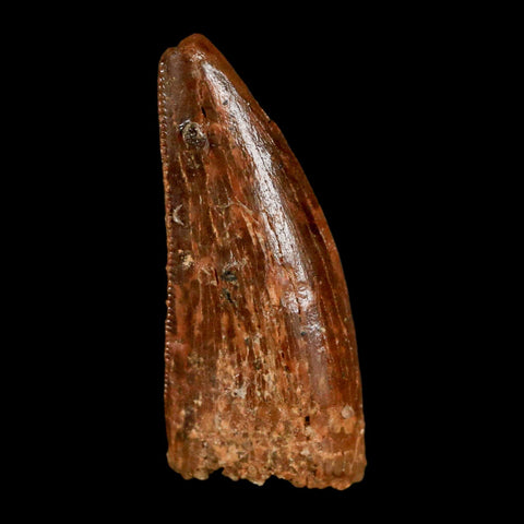 1.2" Carcharodontosaurus Fossil Tooth Cretaceous Dinosaur Morocco COA, Display - Fossil Age Minerals