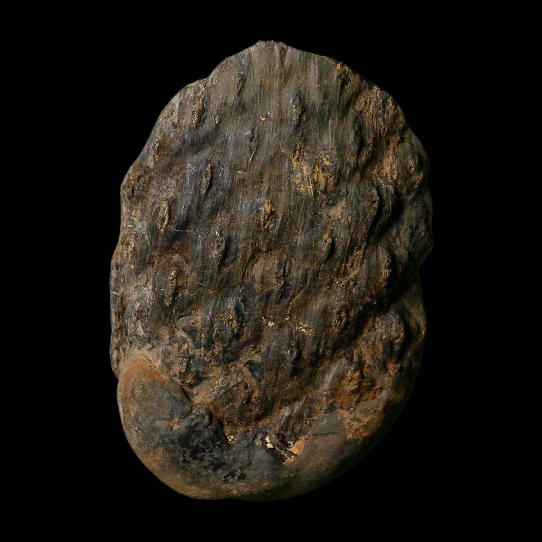 3.4" Lepidodendron Fossil Mark Mazon Creek Nodule Pennsylvanian Age Illinois - Fossil Age Minerals