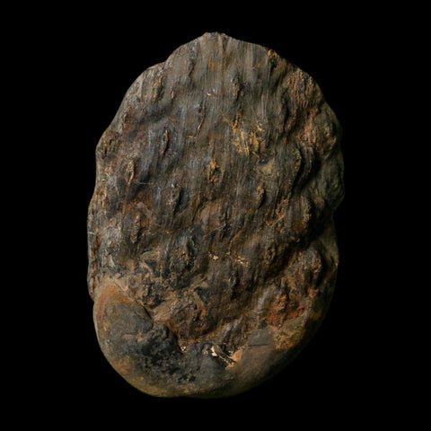 3.4" Lepidodendron Fossil Mark Mazon Creek Nodule Pennsylvanian Age Illinois
