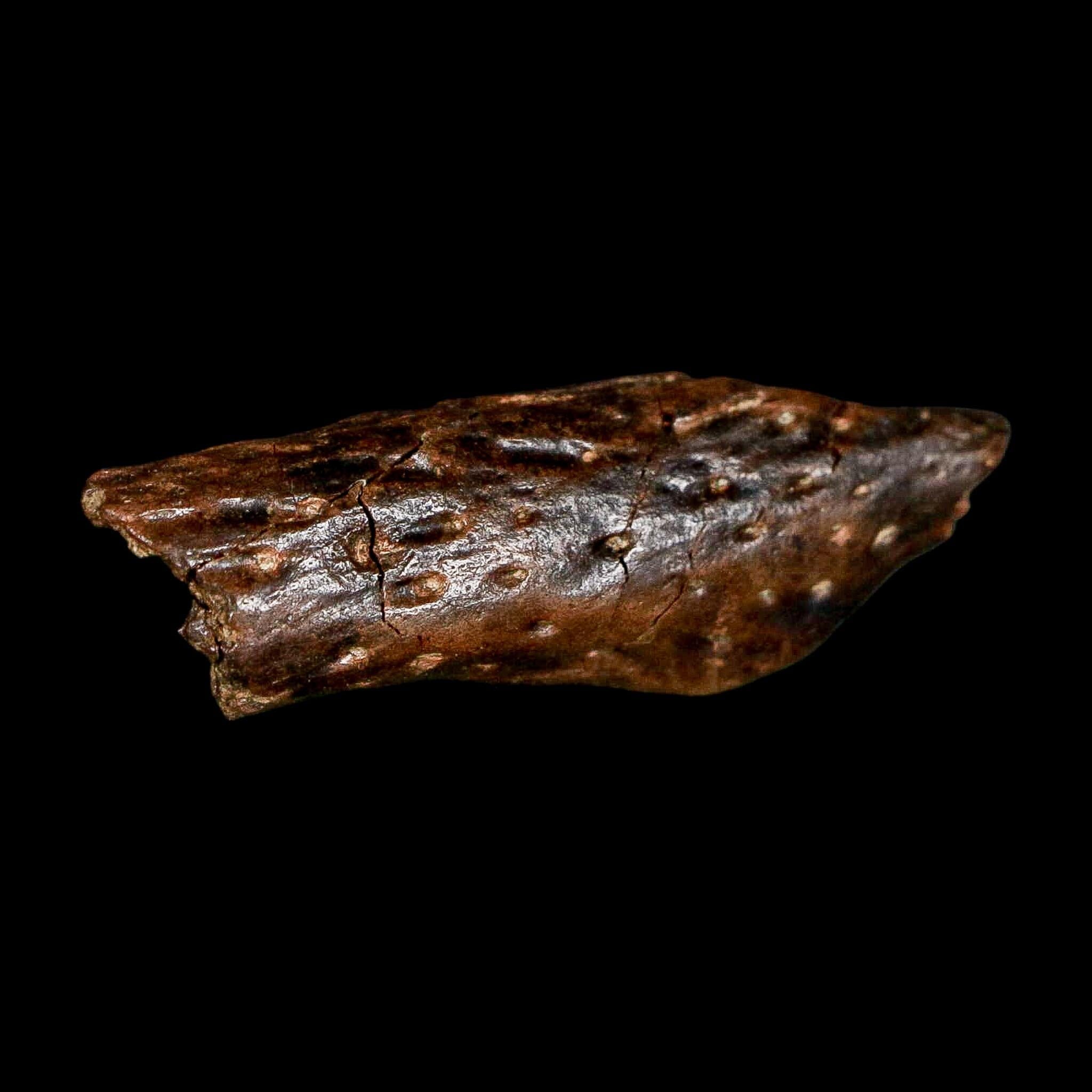 1.8" Crocodile Borealosuchus Fossil Jaw Section Judith River FM Montana COA - Fossil Age Minerals