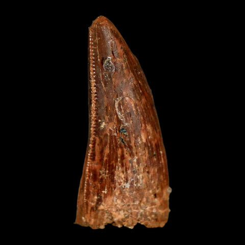 1.2" Carcharodontosaurus Fossil Tooth Cretaceous Dinosaur Morocco COA, Display - Fossil Age Minerals