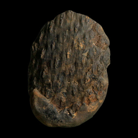 3.4" Lepidodendron Fossil Mark Mazon Creek Nodule Pennsylvanian Age Illinois
