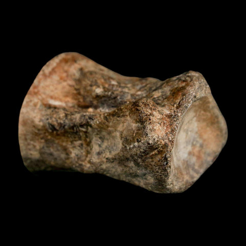 2" Mosasaur Fossil Polished Vertebrae Cretaceous Dinosaur Era TX Ozan FM COA, Stand - Fossil Age Minerals